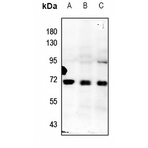 ZNF307 Rabbit Polyclonal Antibody