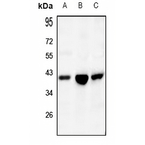 IDH3 alpha Rabbit Polyclonal Antibody