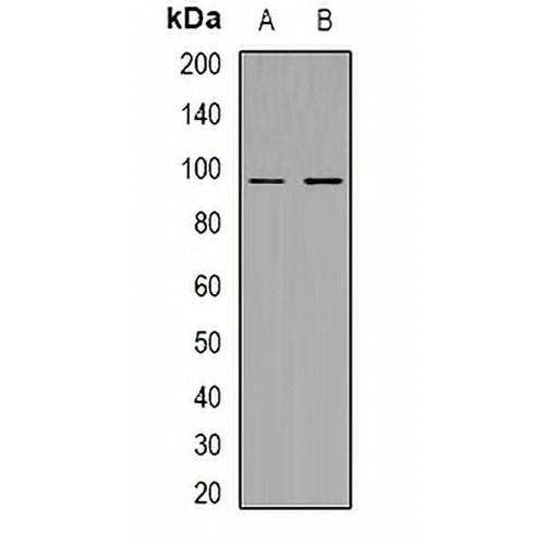 MERTK/TYRO3 (Phospho-Y753/685) Rabbit Polyclonal Antibody