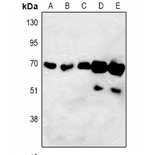 ORC3 Rabbit Polyclonal Antibody