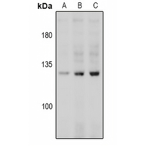 CD144 (Phospho-Y731) Rabbit Polyclonal Antibody