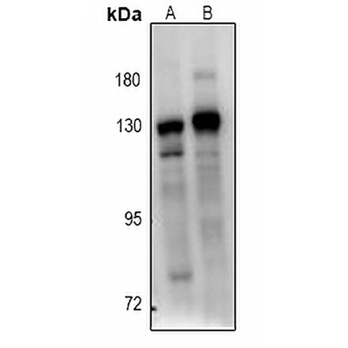 BUB1B Rabbit Polyclonal Antibody