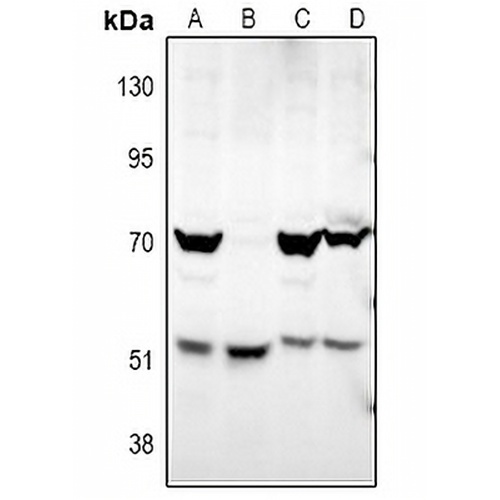 ATG4D Rabbit Polyclonal Antibody