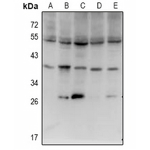 ISG20L2 Rabbit Polyclonal Antibody