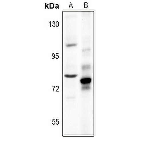 Chromogranin B Rabbit Polyclonal Antibody