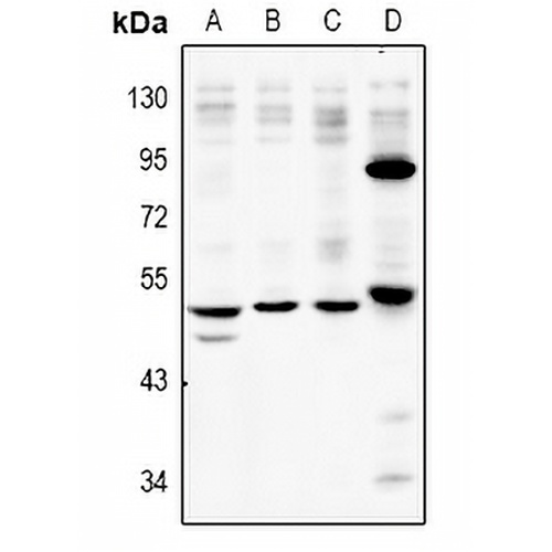 P2X2 Rabbit Polyclonal Antibody