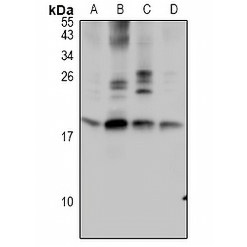 TF2A2 Rabbit Polyclonal Antibody