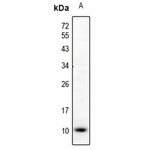 CCL5 Rabbit Polyclonal Antibody