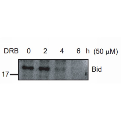 BID p11 Rabbit Polyclonal Antibody