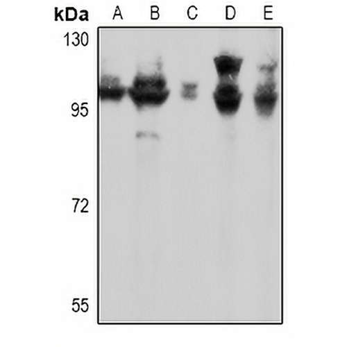 mGLUR7 Rabbit Polyclonal Antibody