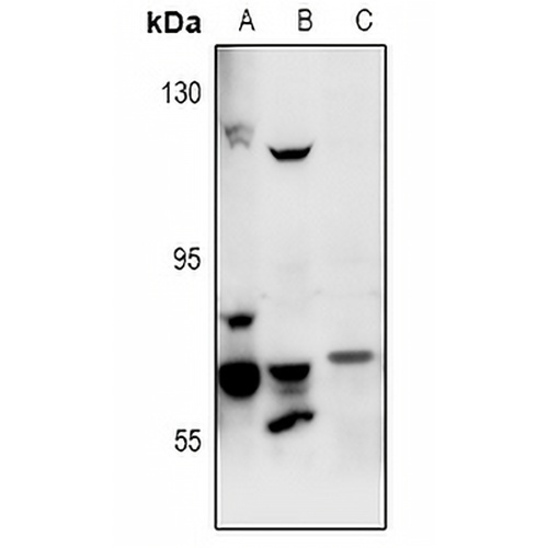 FASTKD3 Rabbit Polyclonal Antibody