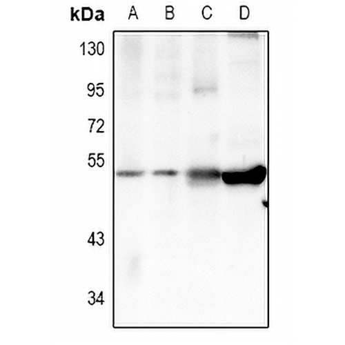TRIM59 Rabbit Polyclonal Antibody