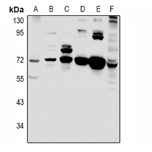 MIC1 Rabbit Polyclonal Antibody