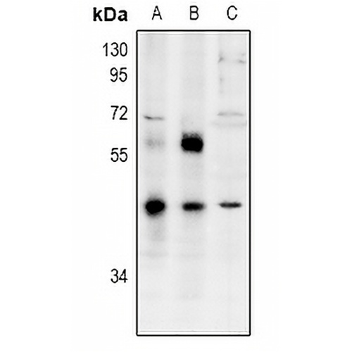ZNF392 Rabbit Polyclonal Antibody