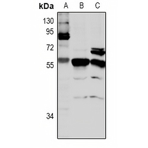 CLK4 Rabbit Polyclonal Antibody