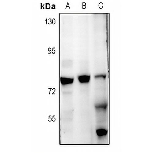 ZNF287 Rabbit Polyclonal Antibody