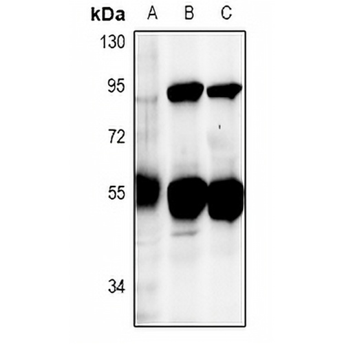 DUS2L Rabbit Polyclonal Antibody