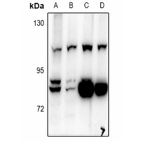 BCAS3 Rabbit Polyclonal Antibody