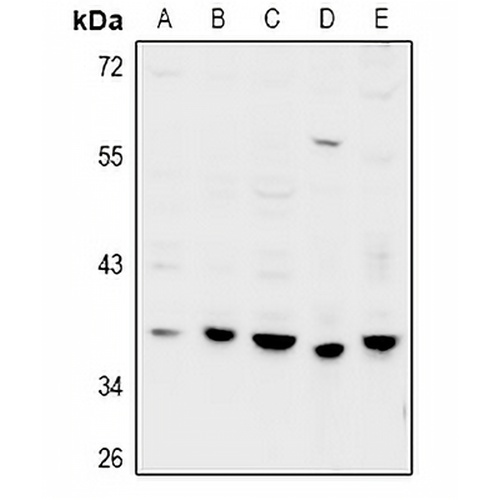 GPRC5D Rabbit Polyclonal Antibody