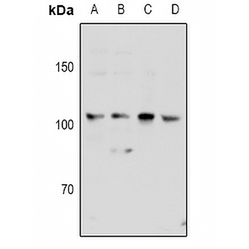 KSR2 Rabbit Polyclonal Antibody