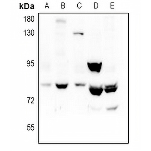 REPS1 Rabbit Polyclonal Antibody