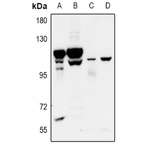 GPR115 Rabbit Polyclonal Antibody