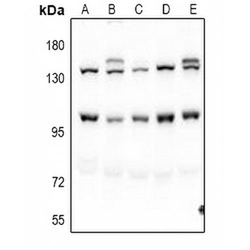 Pinin Rabbit Polyclonal Antibody