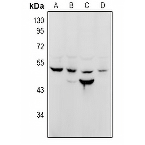 NuSAP Rabbit Polyclonal Antibody