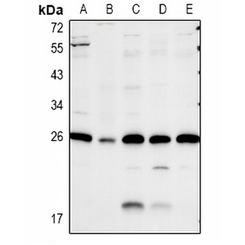 Caveolin 2 Rabbit Polyclonal Antibody