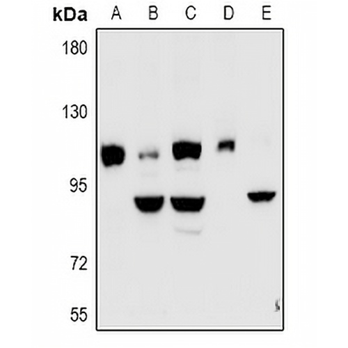 Kv7.5 Rabbit Polyclonal Antibody