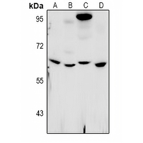 WEE2 Rabbit Polyclonal Antibody