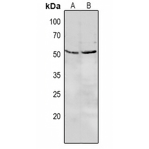 CD85e Rabbit Polyclonal Antibody