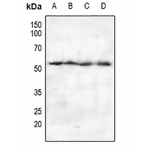 PSO Rabbit Polyclonal Antibody