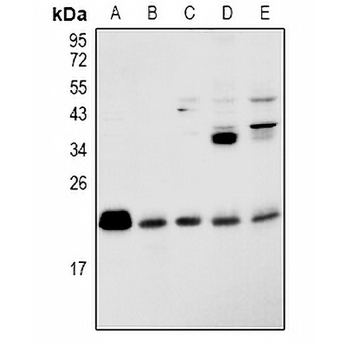 RAP2B Rabbit Polyclonal Antibody