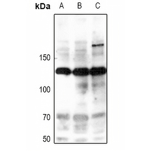 iNOS (Phospho-Y151) Rabbit Polyclonal Antibody