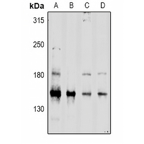CD45 Rabbit Polyclonal Antibody