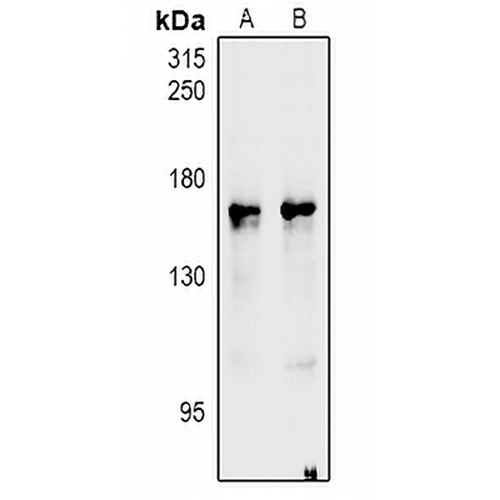 nNOS Rabbit Polyclonal Antibody