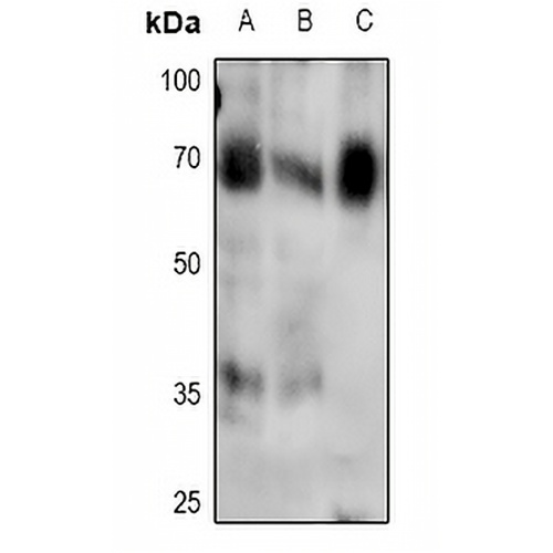 SMAD4 (Phospho-T276) Rabbit Polyclonal Antibody