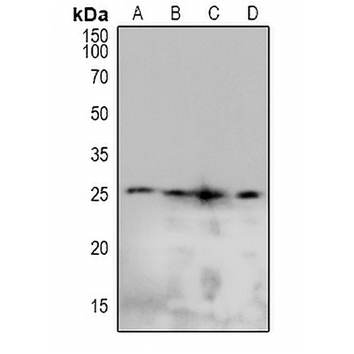 Caveolin 2 (Phospho-Y19) Rabbit Polyclonal Antibody