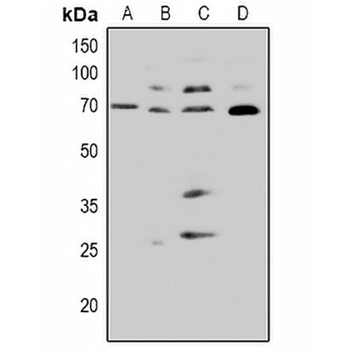 CDC25A (Phospho-S82) Rabbit Polyclonal Antibody