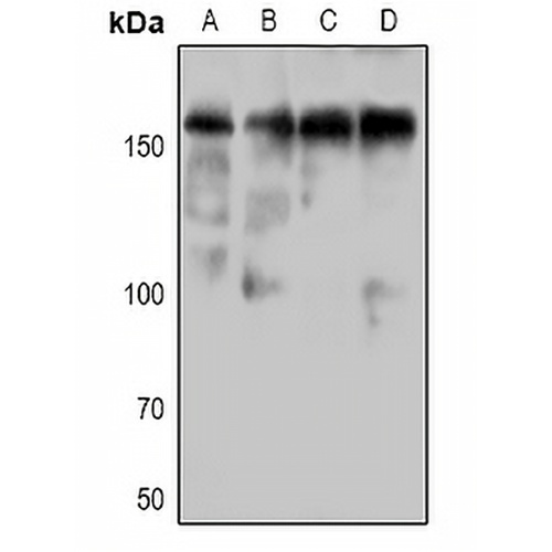 DAP Kinase 1 (Phospho-S736) Rabbit Polyclonal Antibody