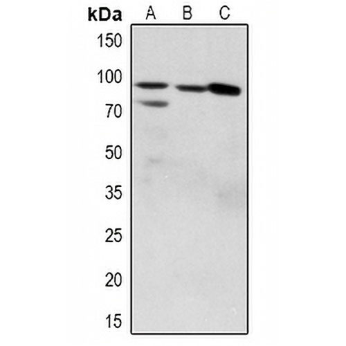 ZAK (Phospho-S165) Rabbit Polyclonal Antibody