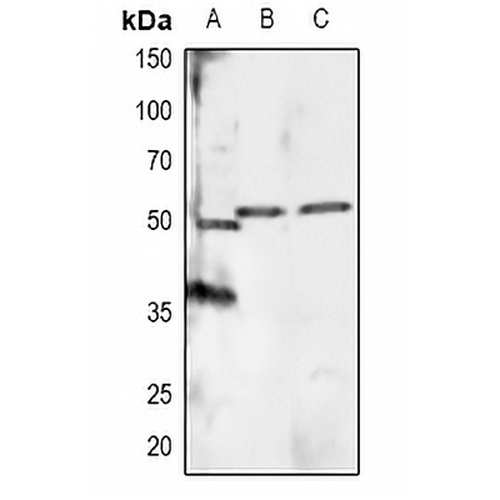 RXR alpha (Phospho-S260) Rabbit Polyclonal Antibody