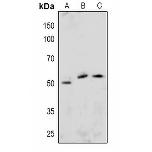 ETS1 (Phospho-S251) Rabbit Polyclonal Antibody