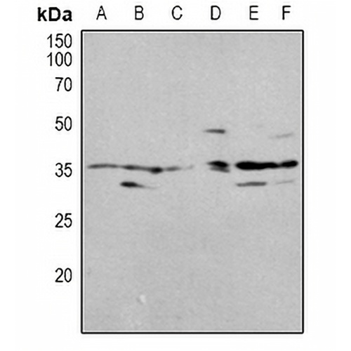 OTUB1 Rabbit Polyclonal Antibody