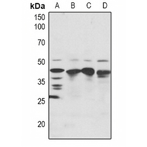 SRF Rabbit Polyclonal Antibody