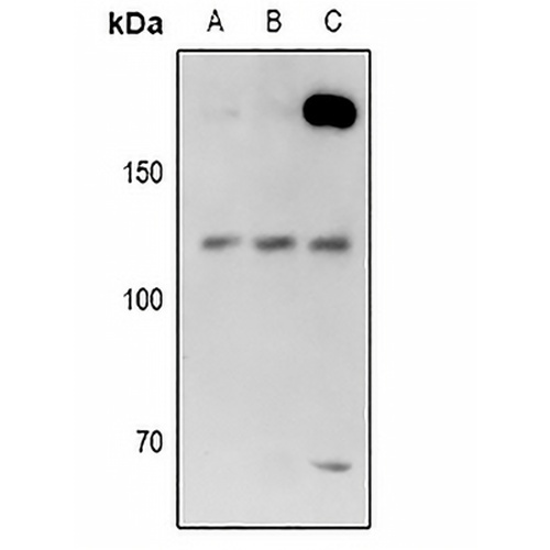 USP28 Rabbit Polyclonal Antibody