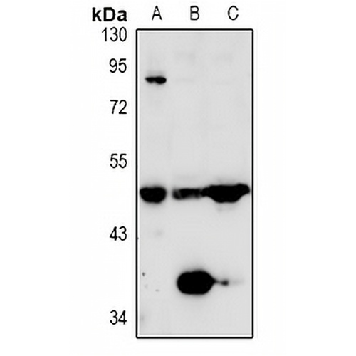 TAFI Rabbit Polyclonal Antibody