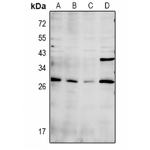 CDC42EP3 Rabbit Polyclonal Antibody