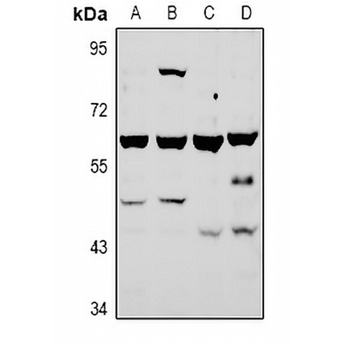 ATG4A Rabbit Polyclonal Antibody